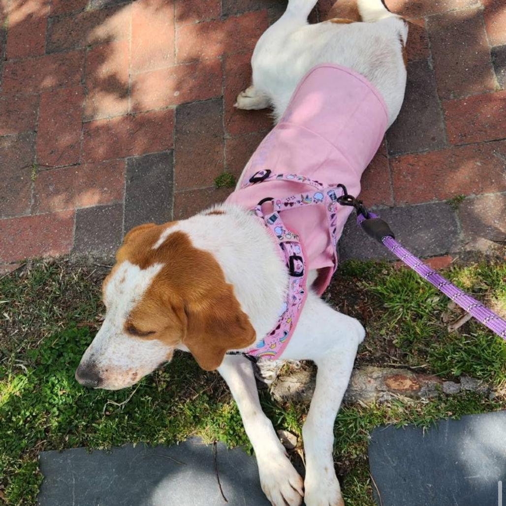 Aria, a Adoptable Treeing Walker Coonhound in Windsor, VA image 2/3