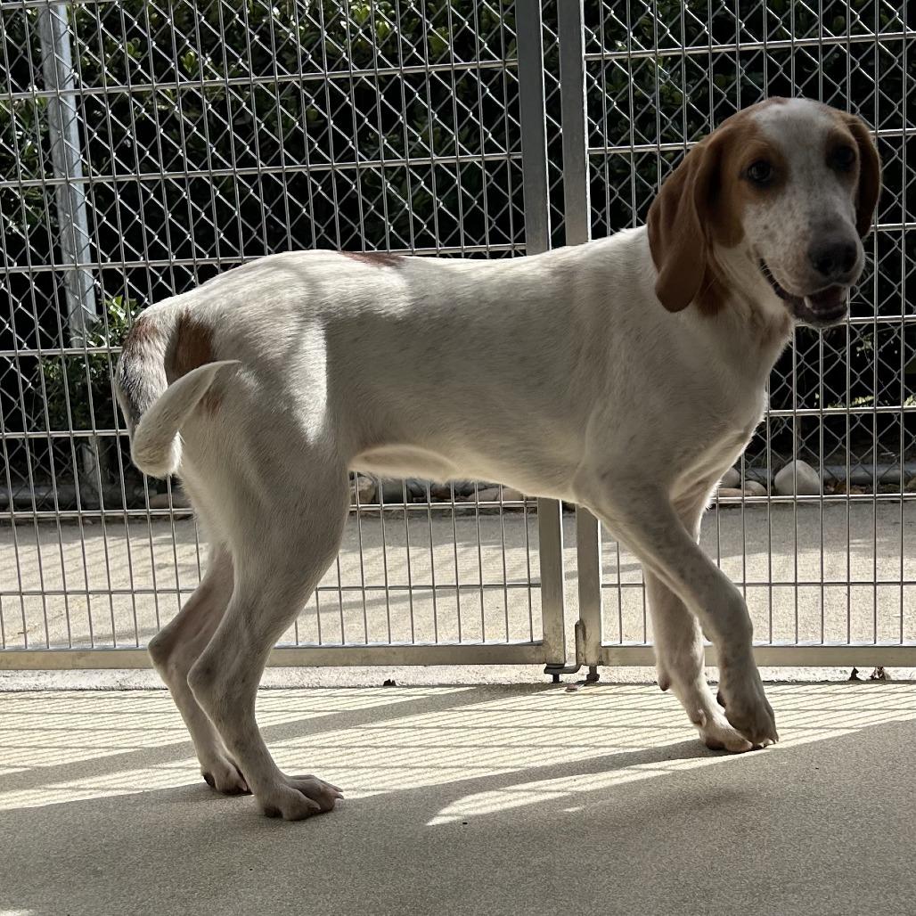 Enlarge Aria, a Adoptable Treeing Walker Coonhound in Windsor, VA image 1/1