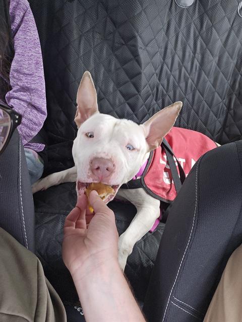 Enlarge SOLOVINO, a Adoptable mixed breed in Indianapolis, IN image 1/1