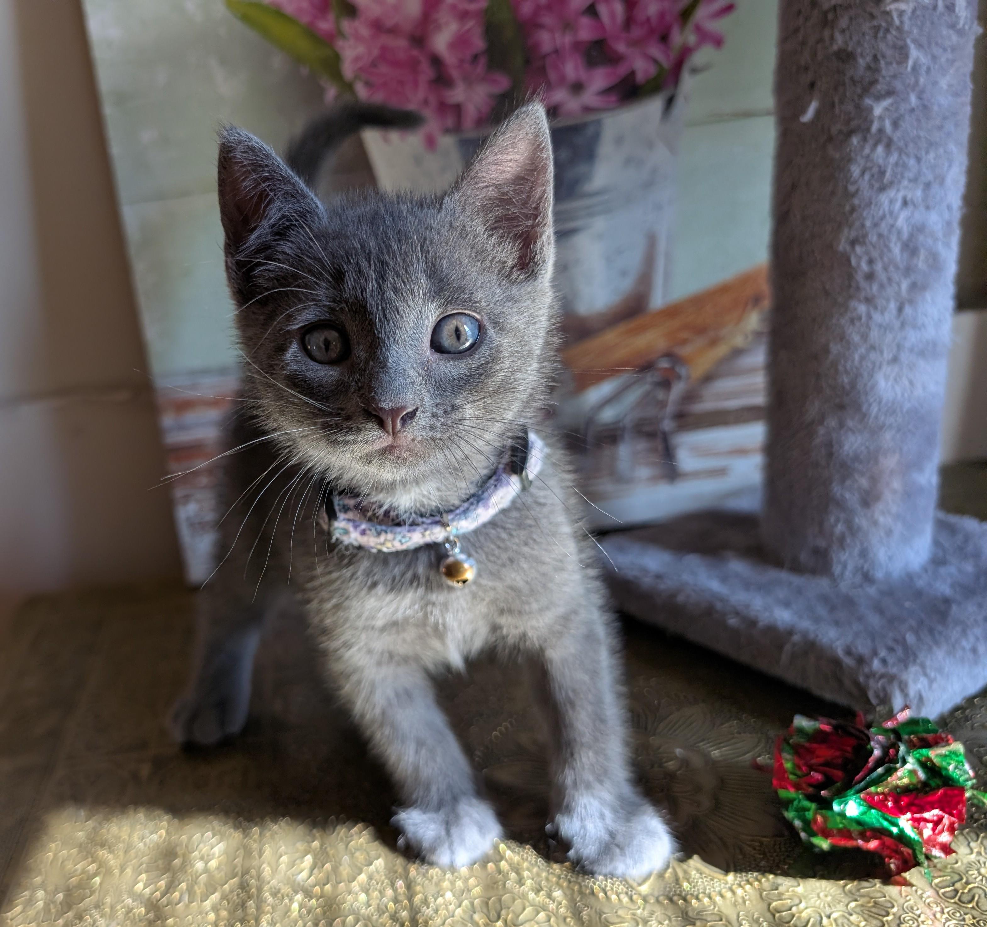 Enlarge Kuromi, a Adopted Domestic Short Hair in Bayonne, NJ image 3/6