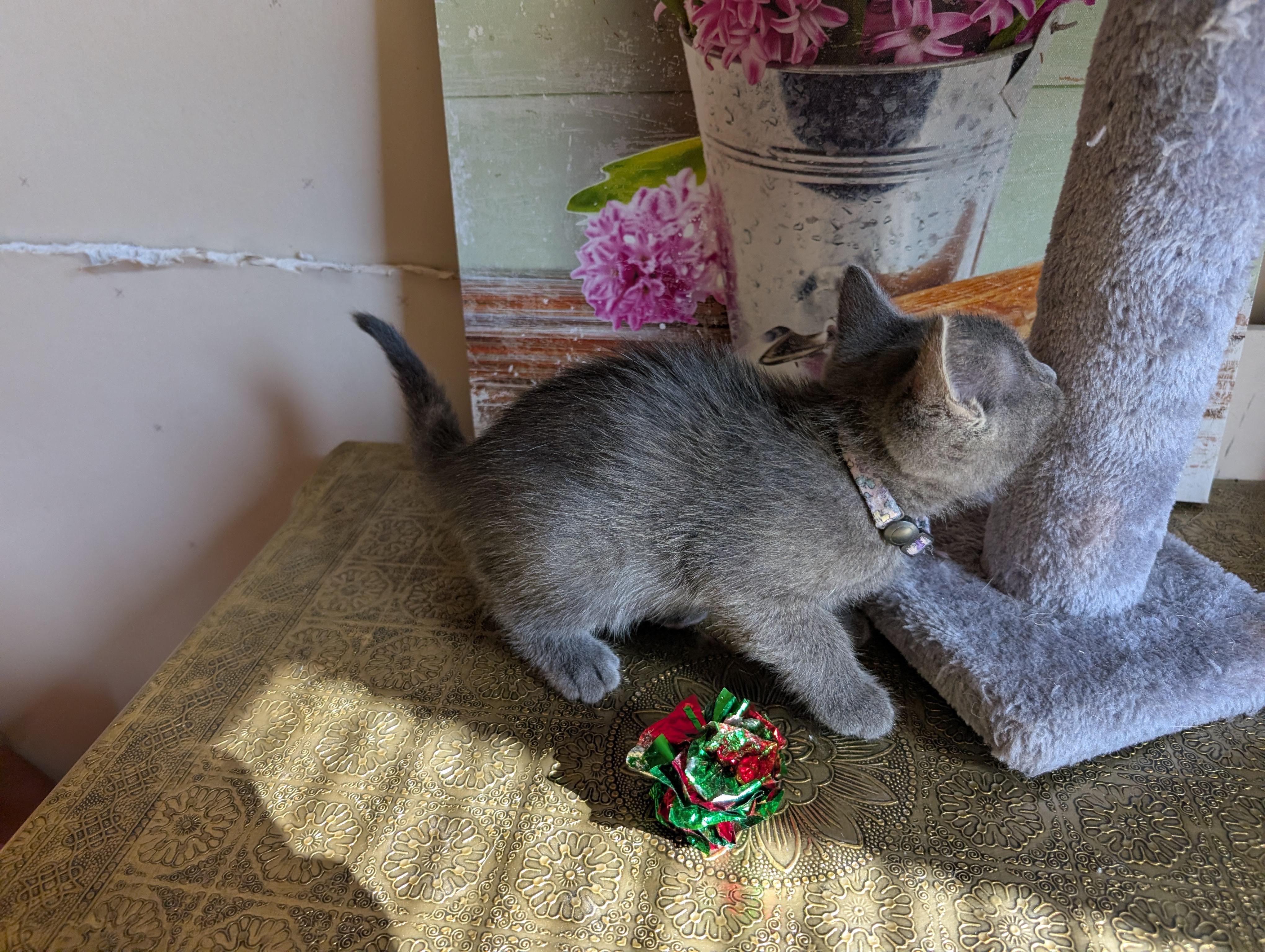 Enlarge Kuromi, a Adopted Domestic Short Hair in Bayonne, NJ image 5/6