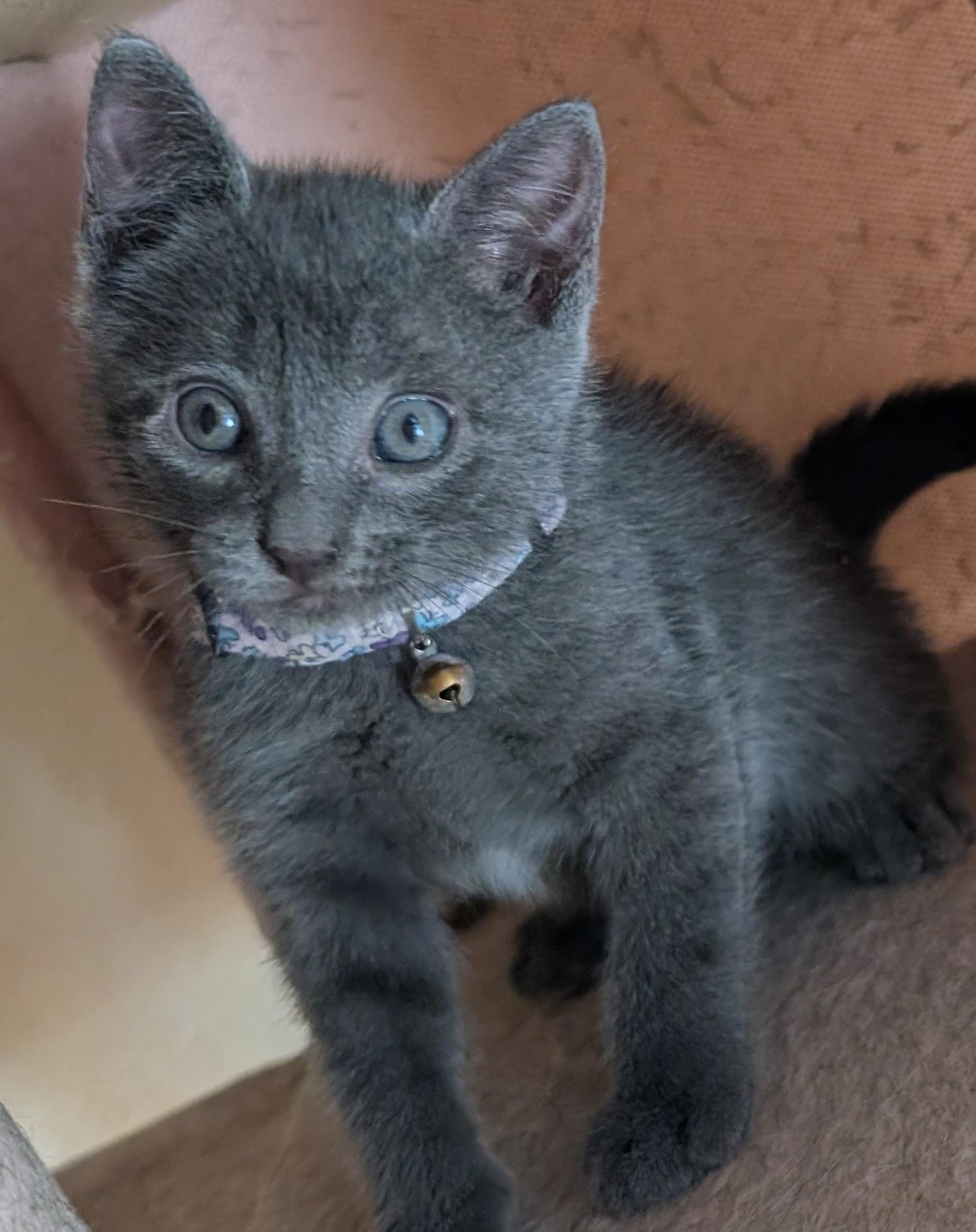 Enlarge Kuromi, a Adopted Domestic Short Hair in Bayonne, NJ image 1/6