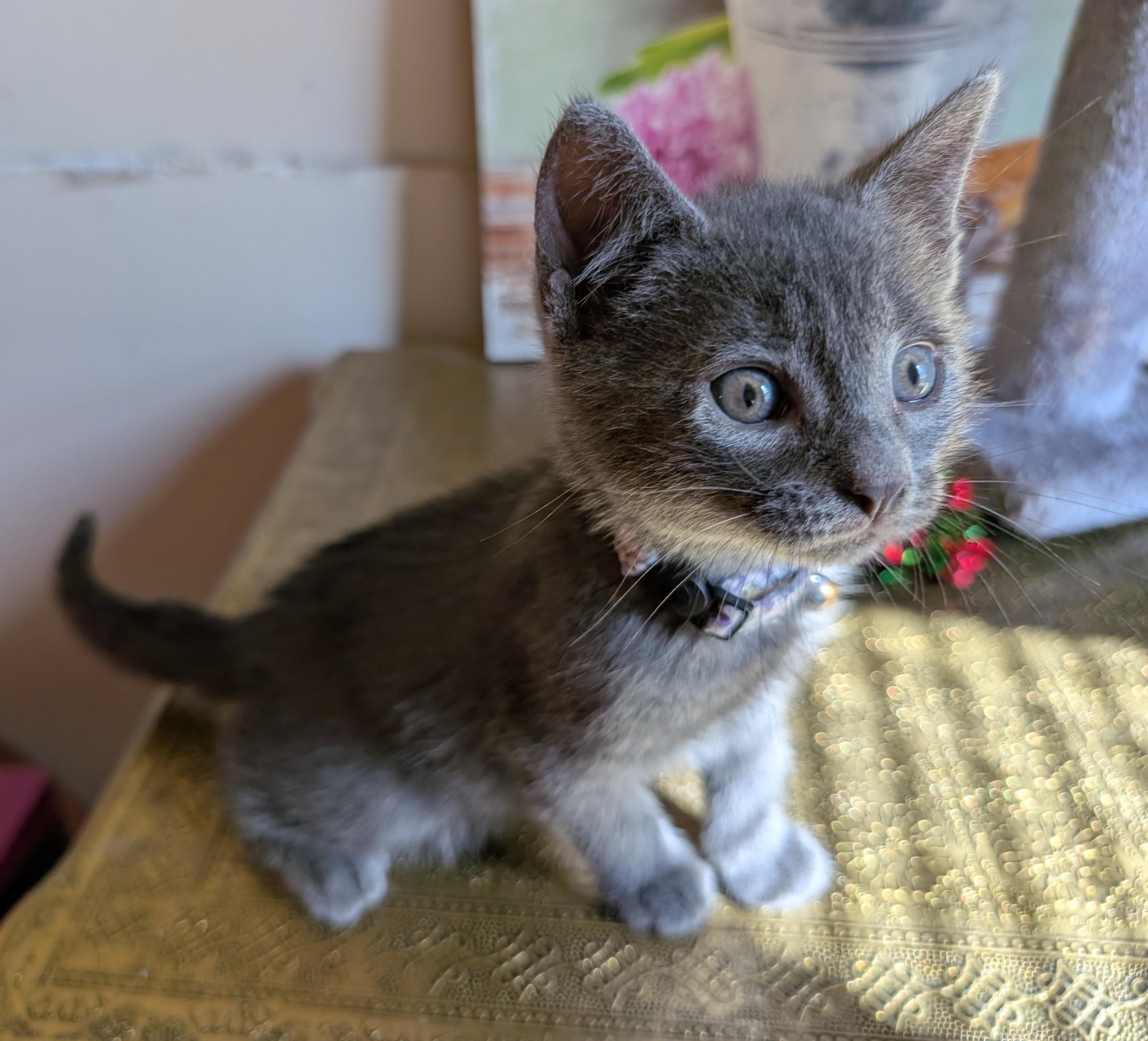 Enlarge Kuromi, a Adopted Domestic Short Hair in Bayonne, NJ image 4/6