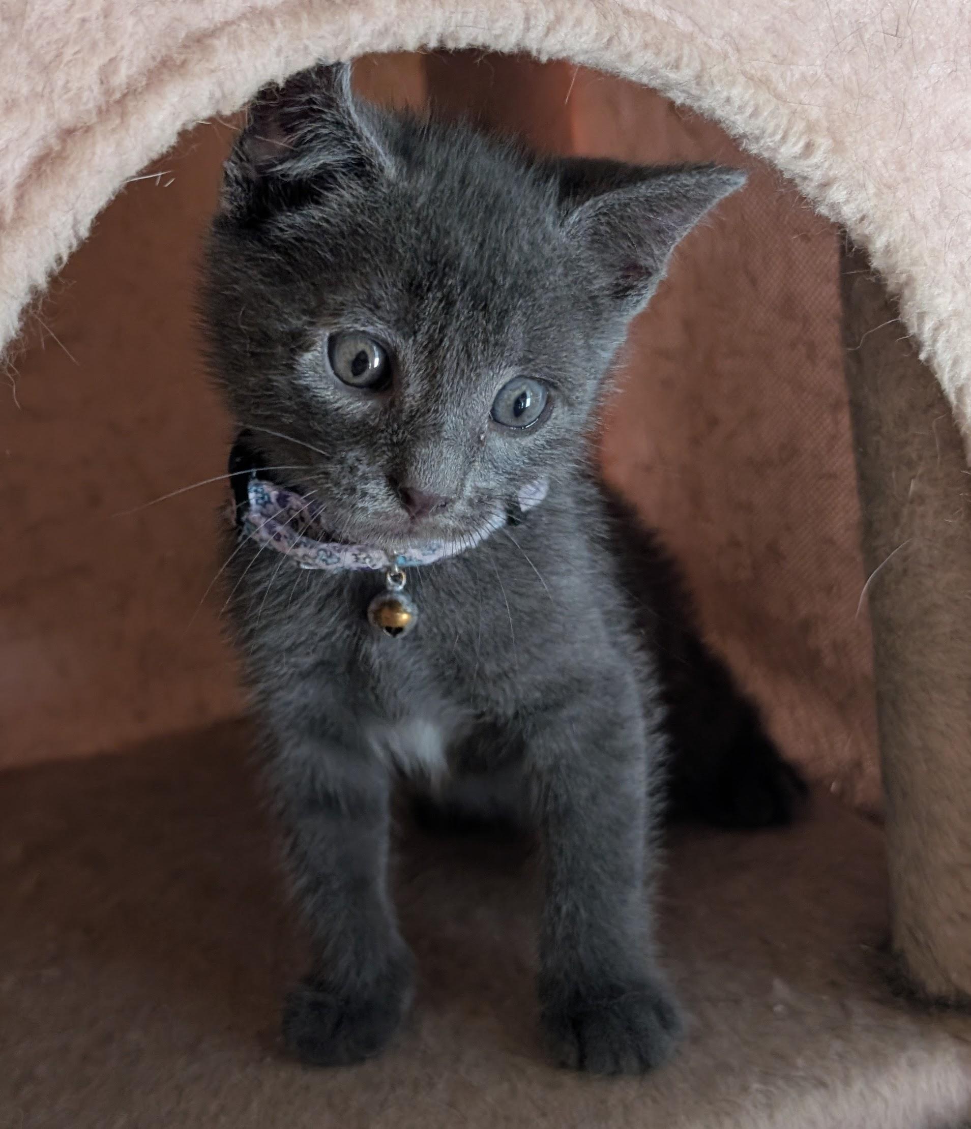 Enlarge Kuromi, a Adopted Domestic Short Hair in Bayonne, NJ image 2/6