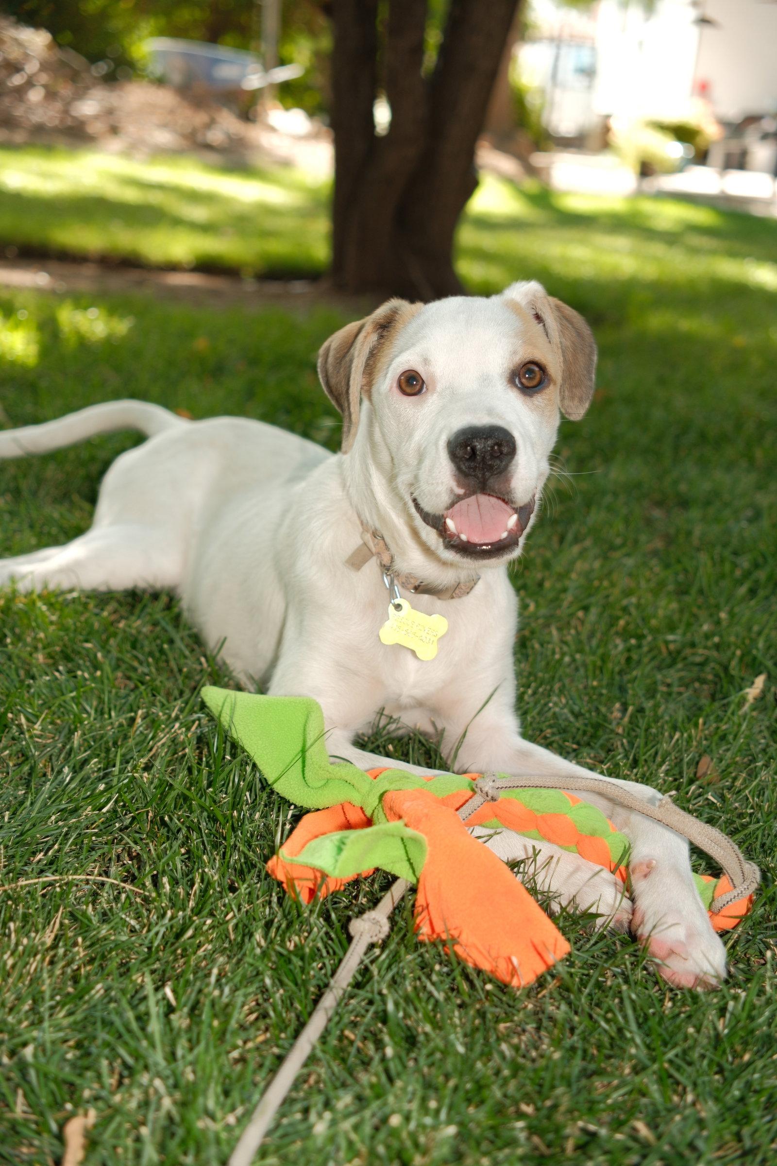 Maicena, Adoptable, Puppy Female Australian Cattle Dog / Blue Heeler.