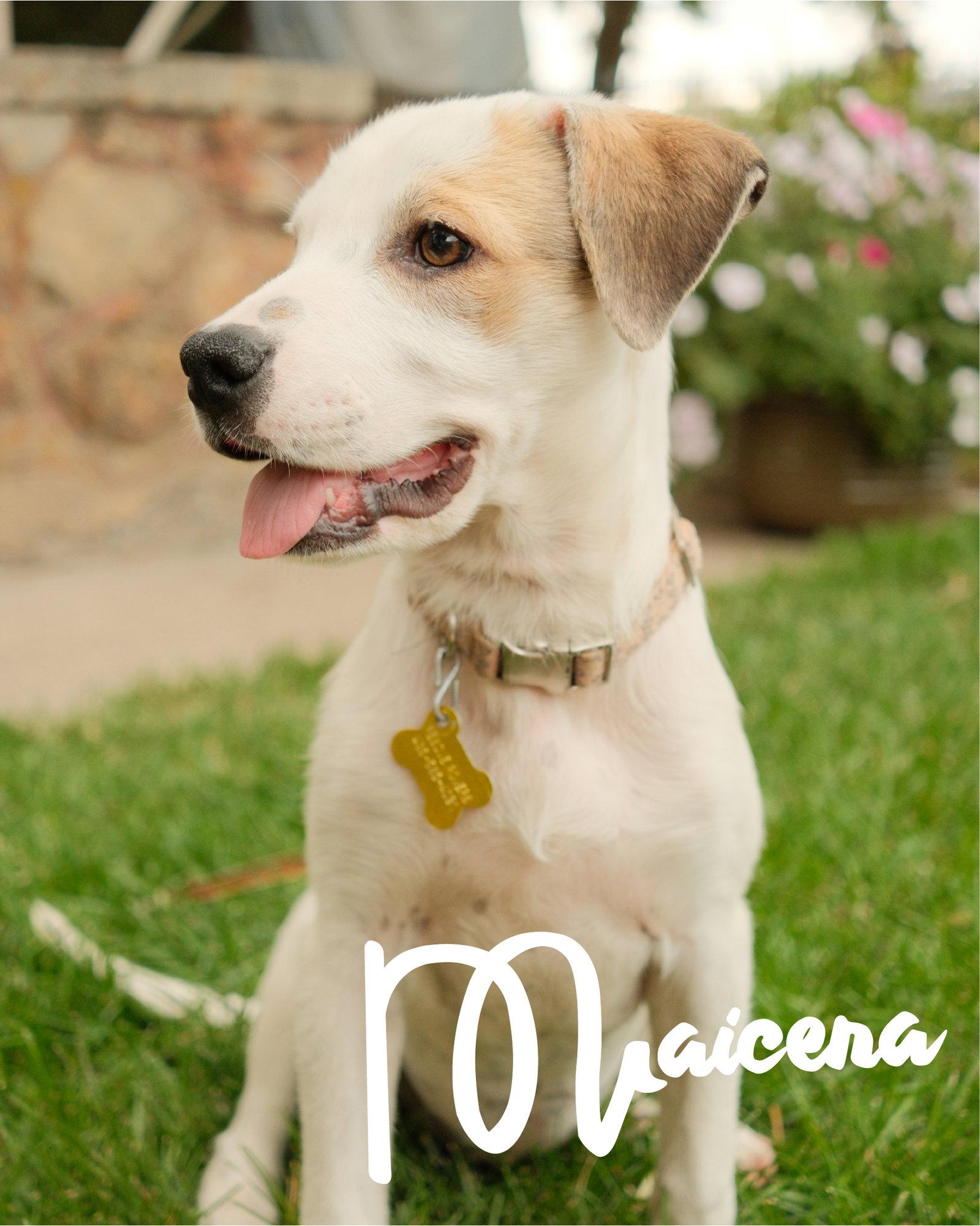 Maicena, Adoptable, Puppy Female Australian Cattle Dog / Blue Heeler.
