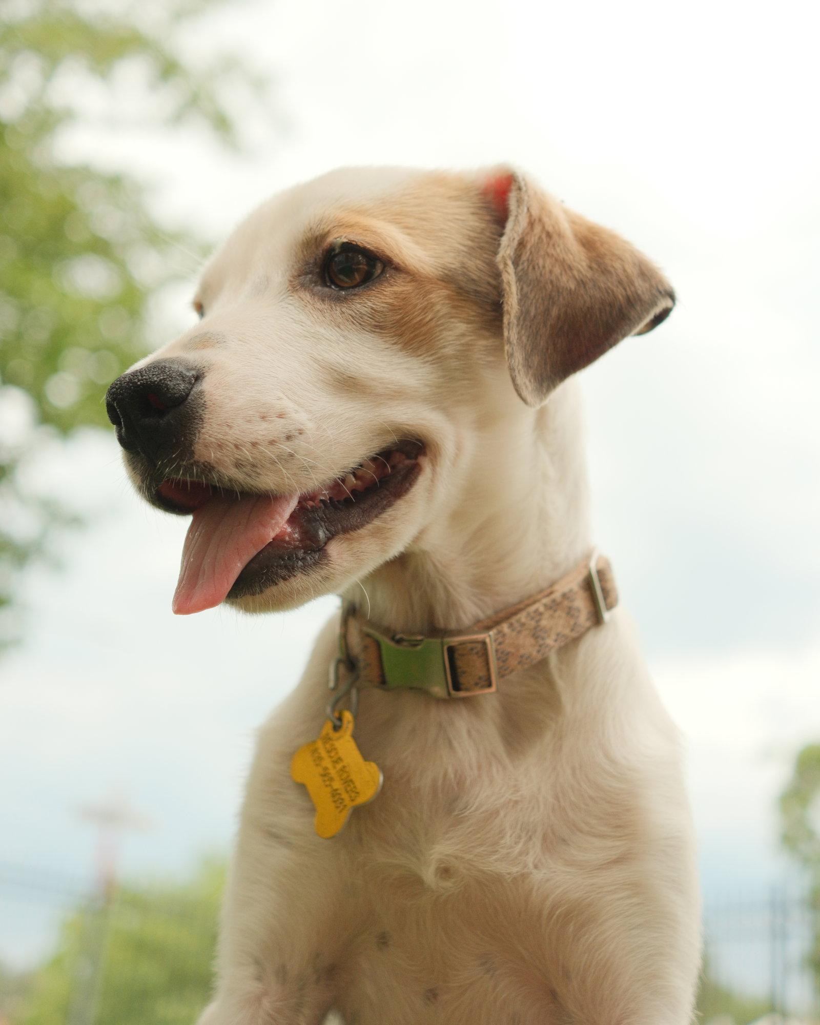 Enlarge Maicena, a Adoptable Australian Cattle Dog / Blue Heeler in Salt Lake City, UT image 2/3