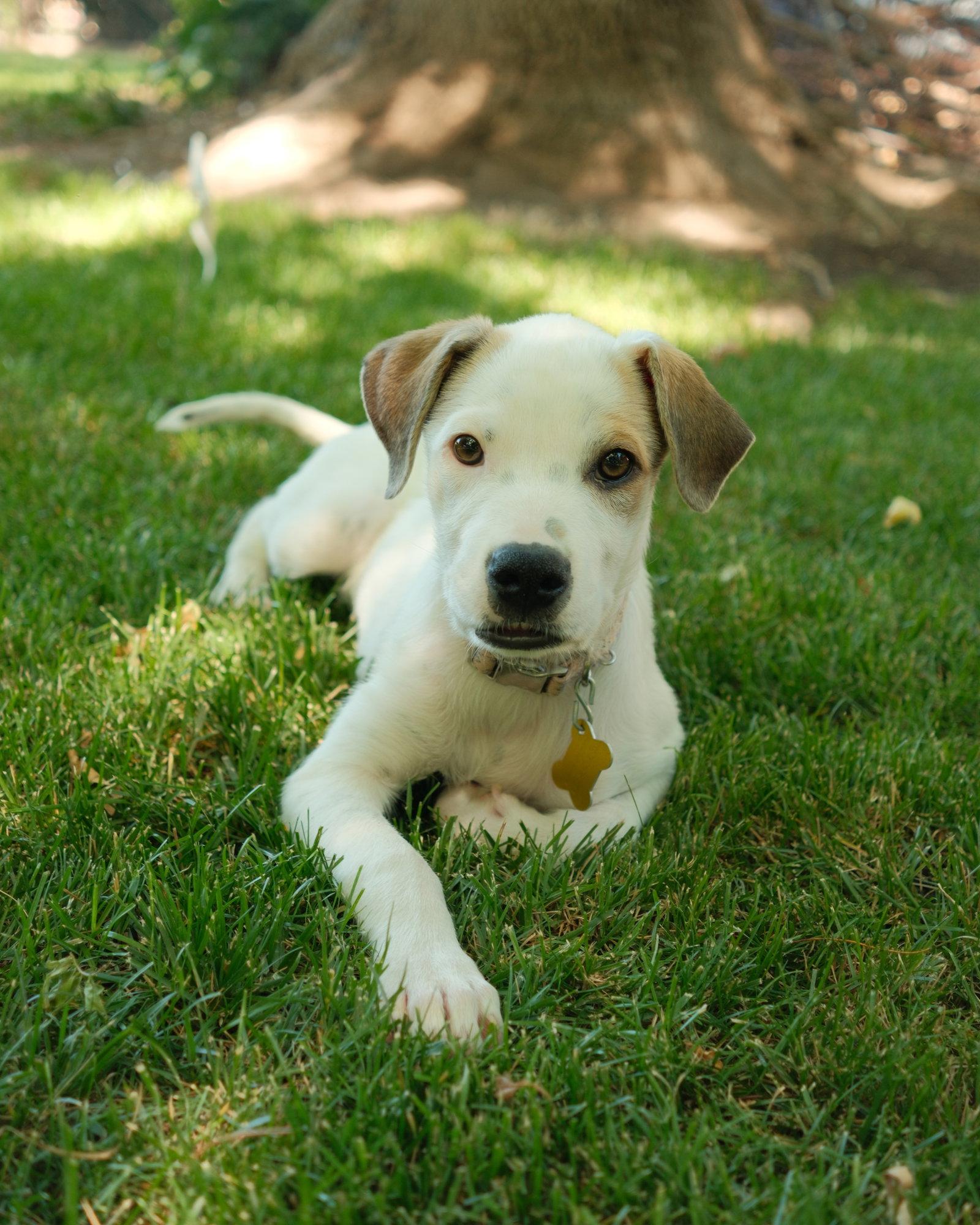 Enlarge Maicena, a Adoptable Australian Cattle Dog / Blue Heeler in Salt Lake City, UT image 3/3