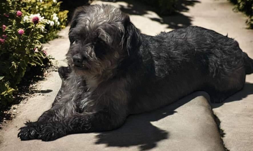 Enlarge Monica, a Adoptable mixed breed in San Francisco, CA image 1/1