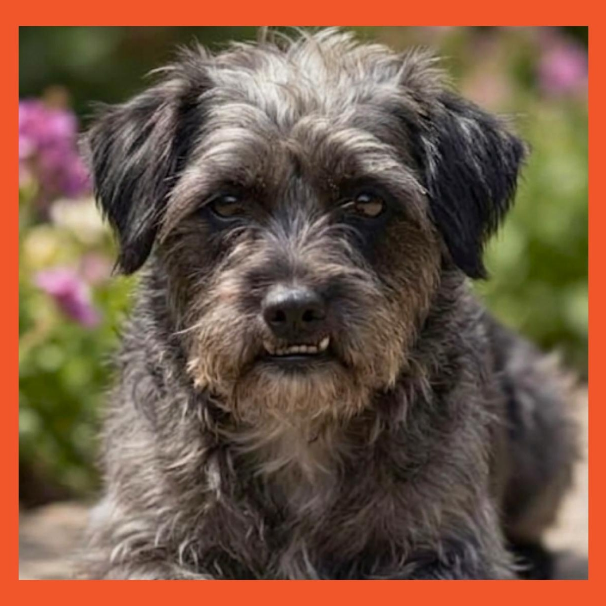 Monica, a Adoptable mixed breed in San Francisco, CA image 1/2