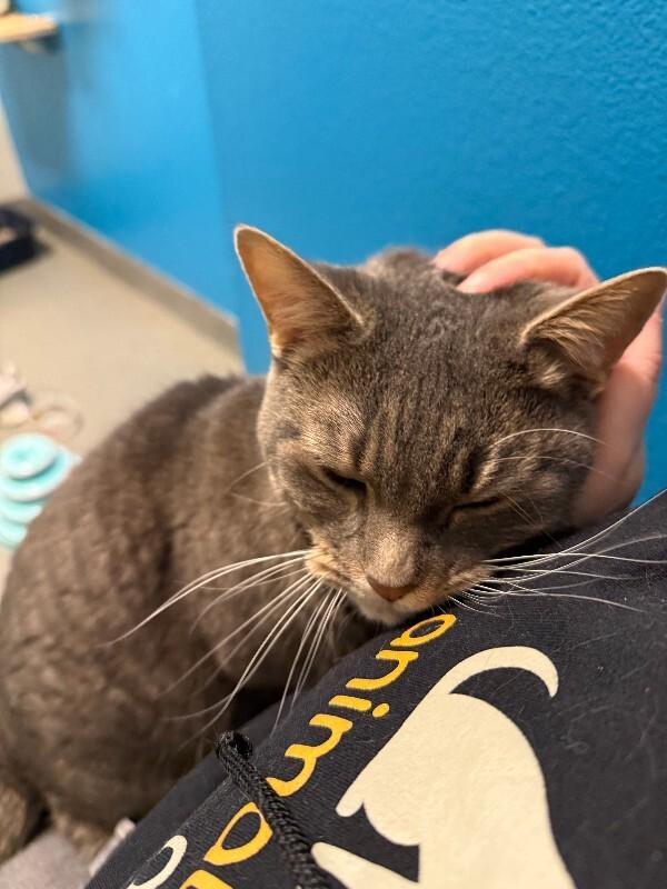 Calida, Adoptable, Adult Female Domestic Short Hair.