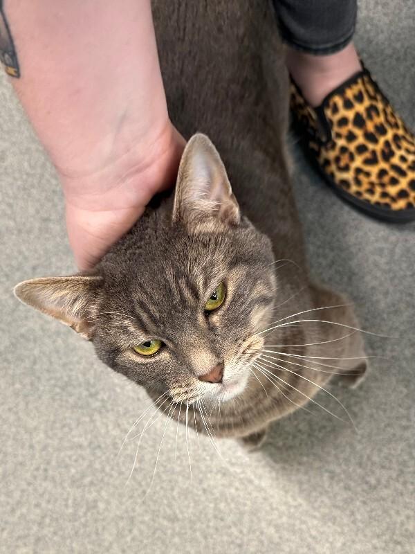 Calida, a Adoptable Domestic Short Hair in Fort Collins, CO image 3/5