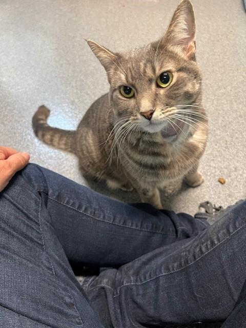 Calida, a Adoptable Domestic Short Hair in Fort Collins, CO image 4/5