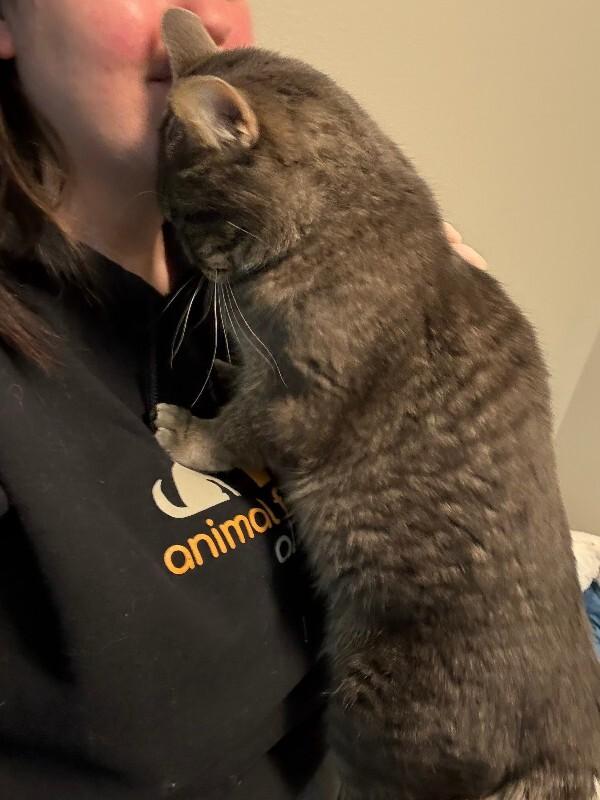 Calida, a Adoptable Domestic Short Hair in Fort Collins, CO image 5/5