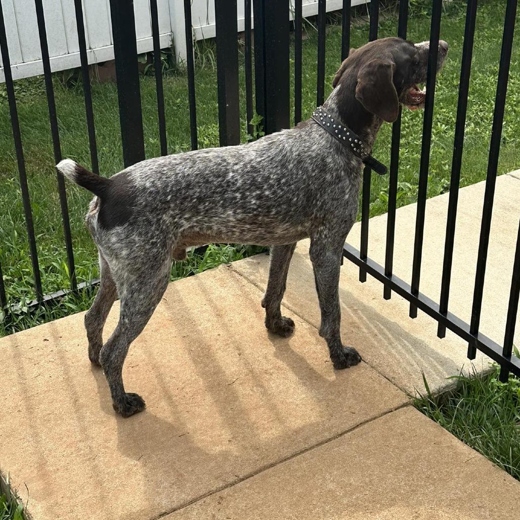 Chewy (Murfreesboro, Tennessee), Adoptable, Senior Male German Wirehaired Pointer.