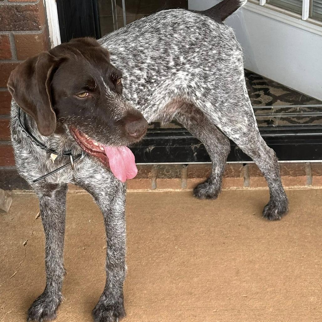 Chewy (Murfreesboro, Tennessee), a Adoptable German Wirehaired Pointer in Santa Rosa, CA image 2/4