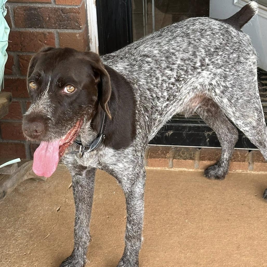 Chewy (Murfreesboro, Tennessee), a Adoptable German Wirehaired Pointer in Santa Rosa, CA image 3/4