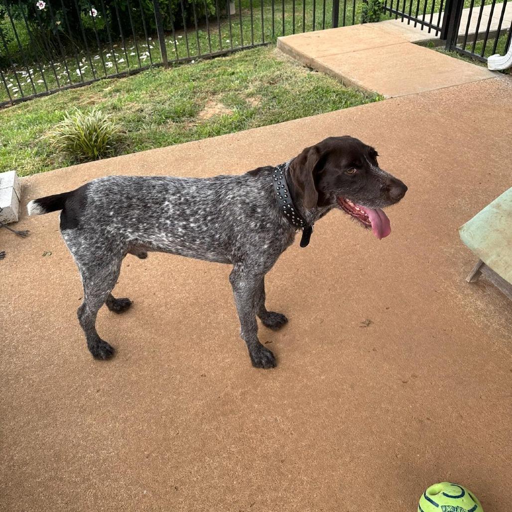 Chewy (Murfreesboro, Tennessee), a Adoptable German Wirehaired Pointer in Santa Rosa, CA image 4/4
