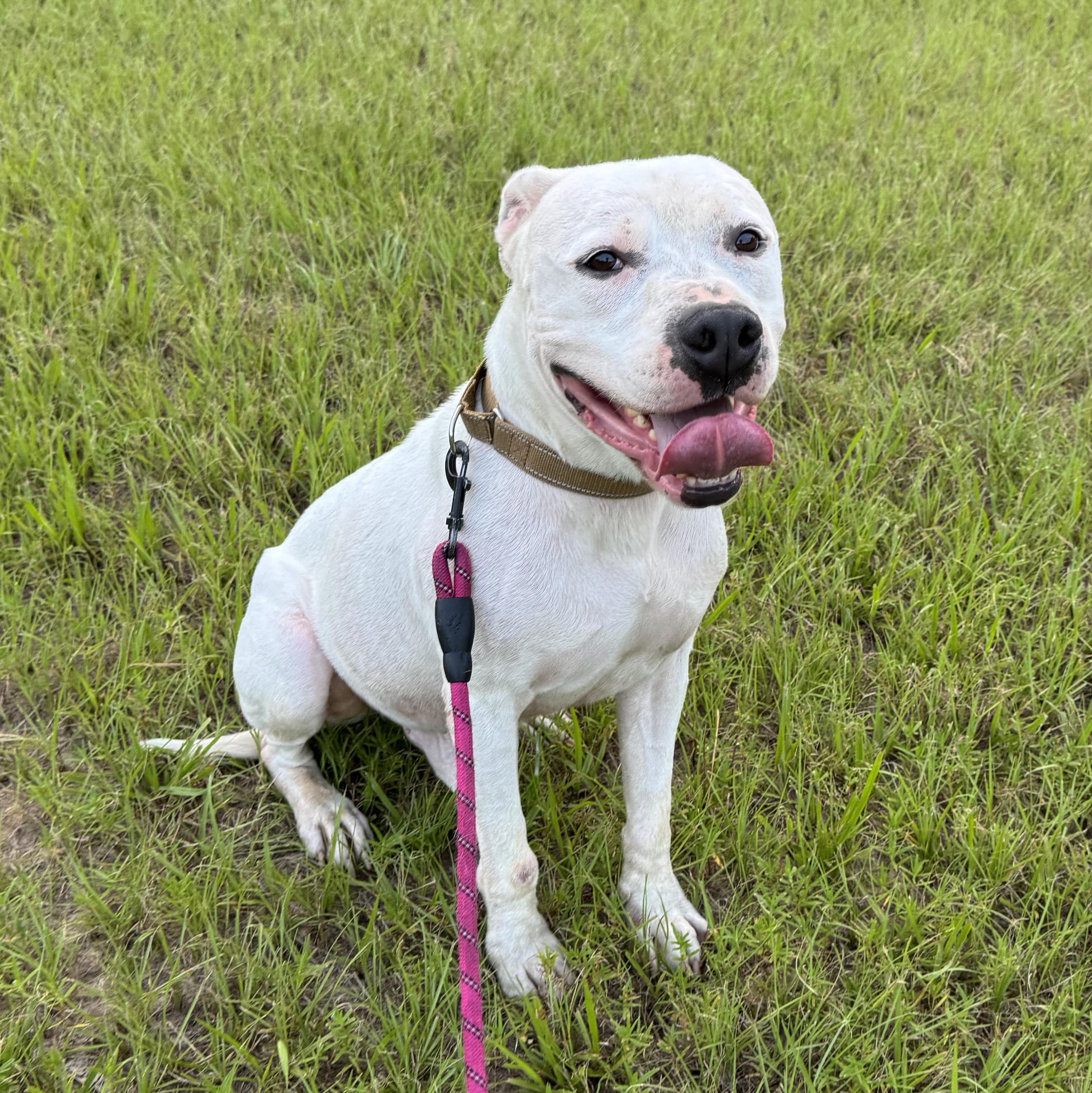 Toddy, Adoptable, Adult Male Terrier.
