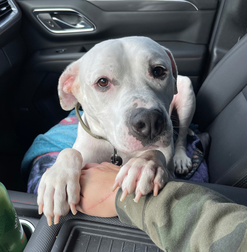 Enlarge Toddy, a Adoptable mixed breed in Sutton, MA image 5/6