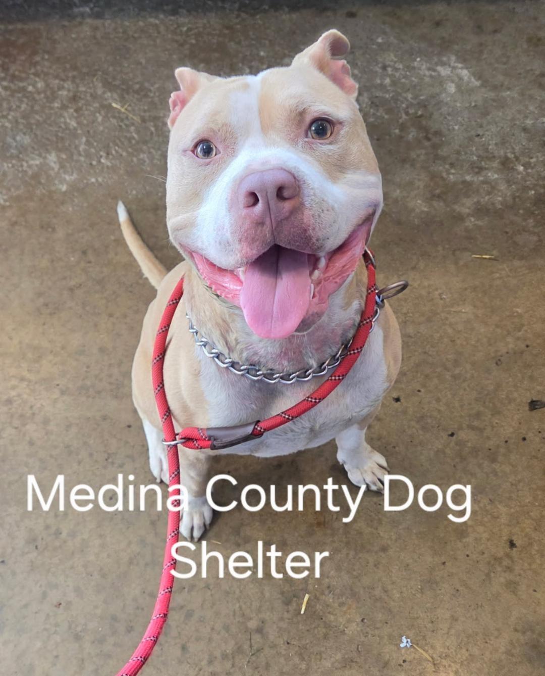 Brody, adopted, Young Male Pit Bull Terrier.