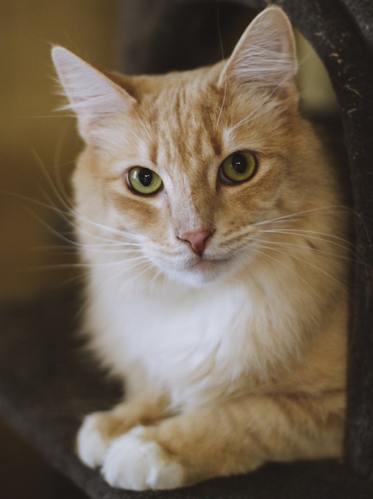 Skinner, Adoptable, Adult Male Norwegian Forest Cat & Domestic Long Hair.