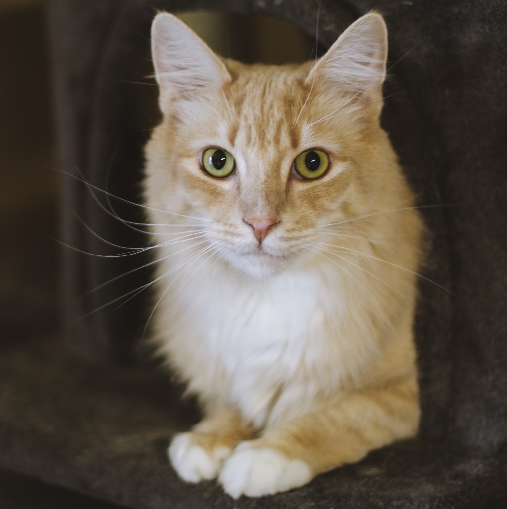 Enlarge Skinner, a Adoptable mixed breed in Mira Loma, CA image 2/4