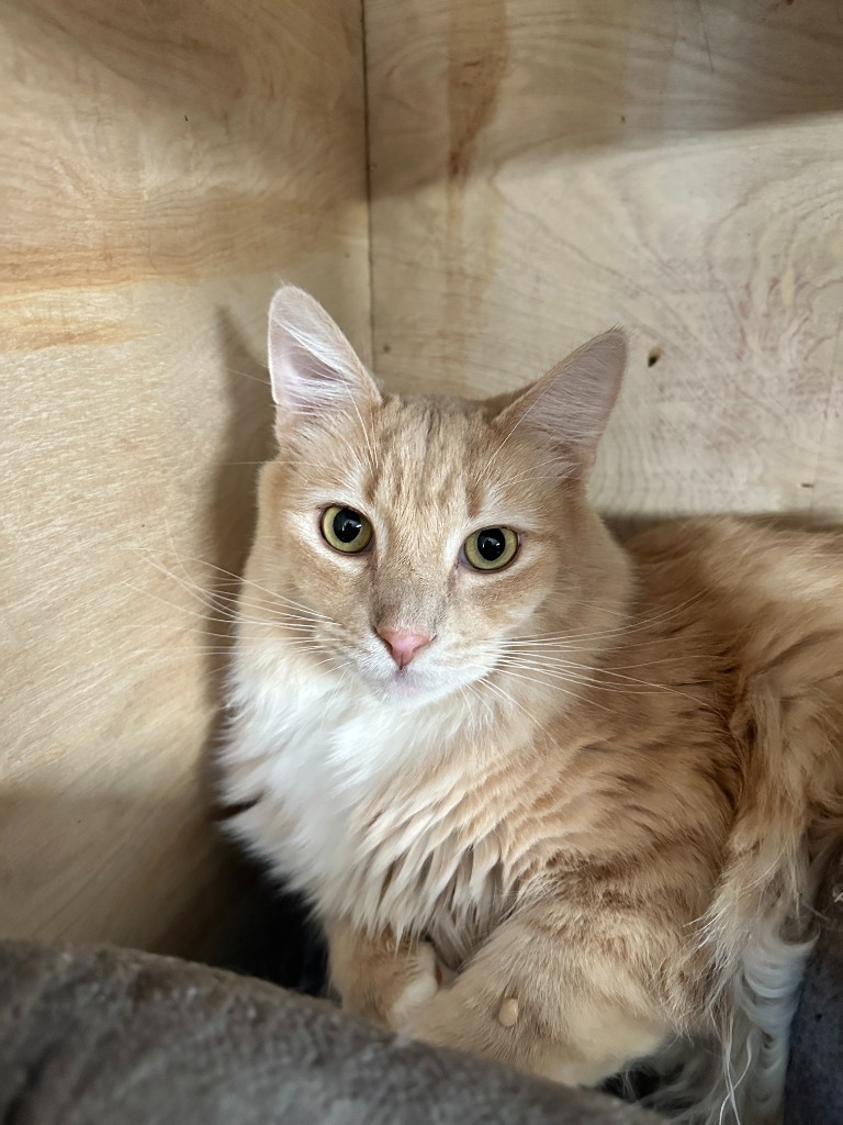 Enlarge Skinner, a Adoptable mixed breed in Mira Loma, CA image 3/4