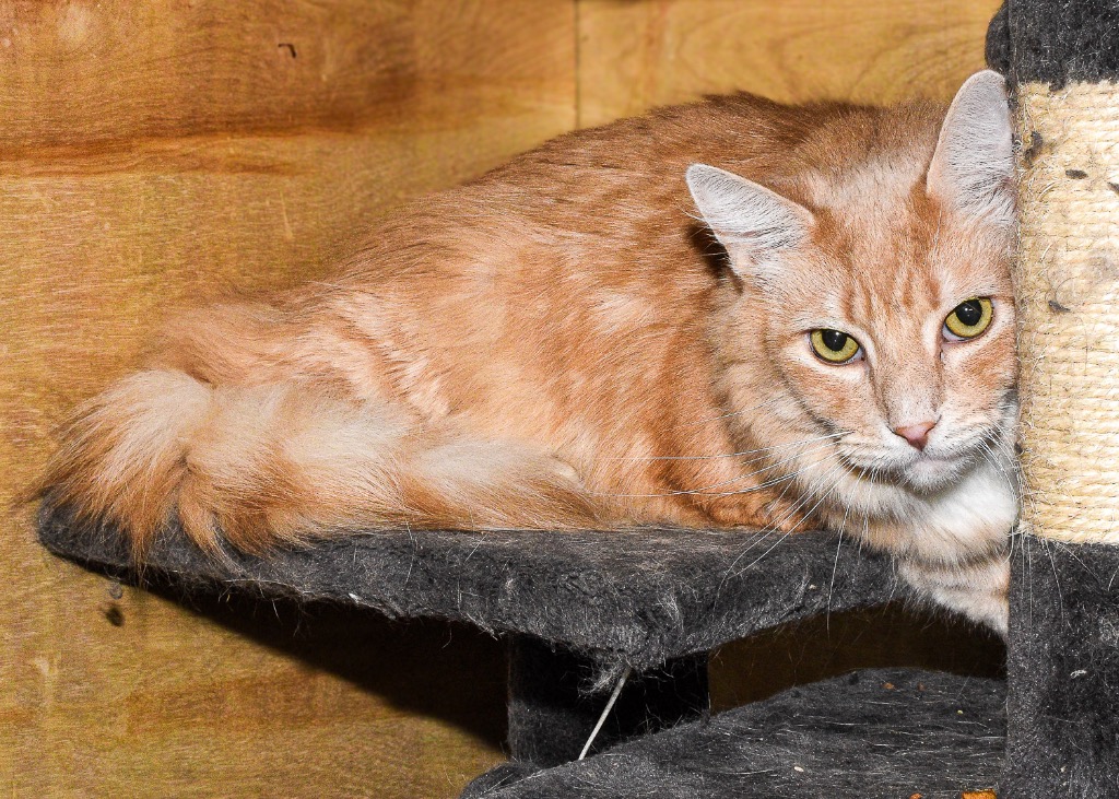 Enlarge Skinner, a Adoptable mixed breed in Mira Loma, CA image 4/4