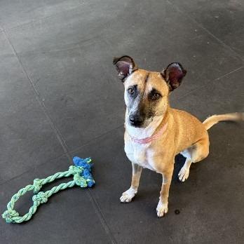 Enlarge Alexa- In Foster!, a Adoptable mixed breed in Flagstaff, AZ image 1/4