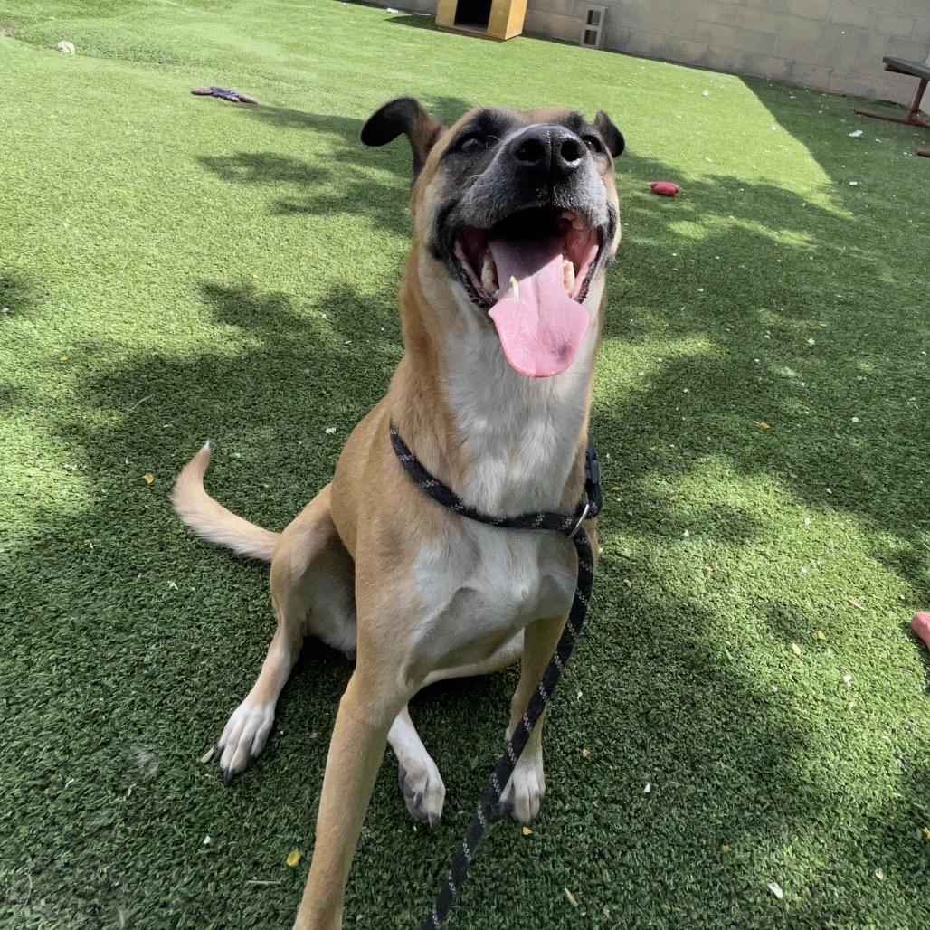 Enlarge Alexa- In Foster!, a Adoptable mixed breed in Flagstaff, AZ image 2/4