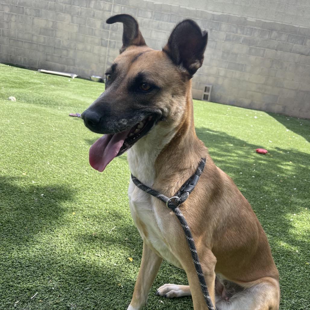 Enlarge Alexa- In Foster!, a Adoptable mixed breed in Flagstaff, AZ image 3/4