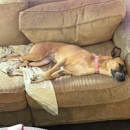 Enlarge Alexa- In Foster!, a Adoptable mixed breed in Flagstaff, AZ image 4/4
