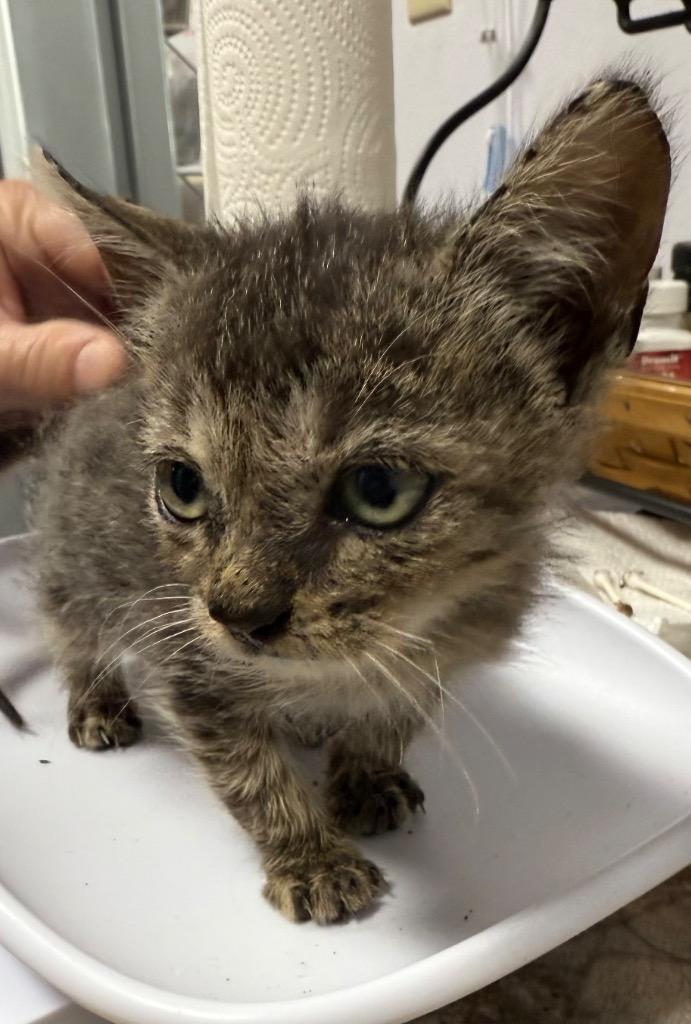 O’keefe thumbnail 2