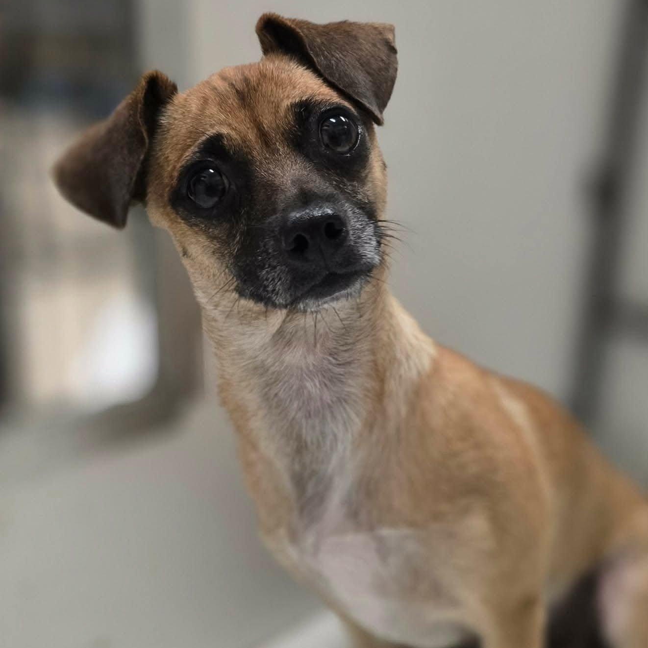 Enlarge Moira, a Adopted Chihuahua in Justin, TX image 2/3