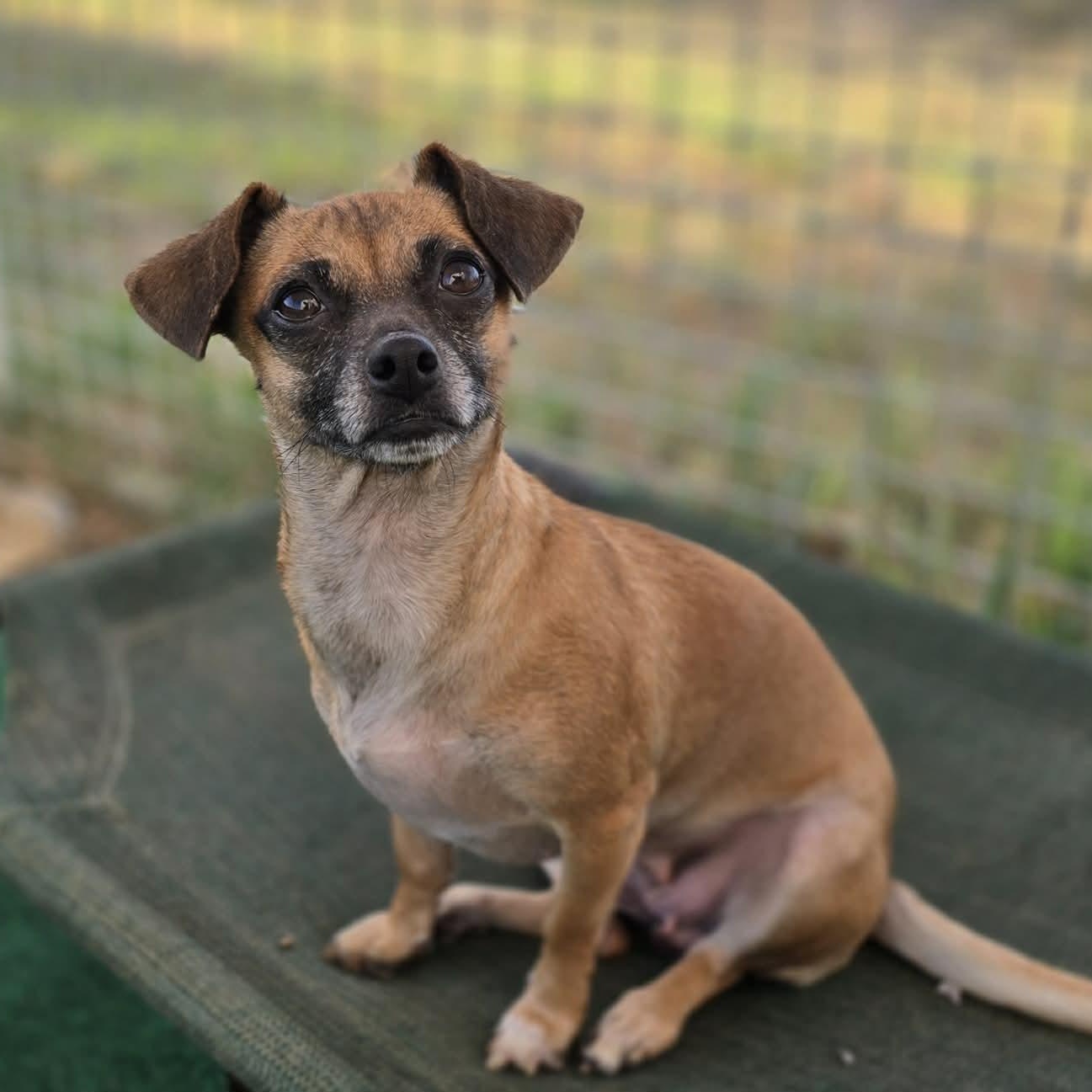 Enlarge Moira, a Adopted Chihuahua in Justin, TX image 1/3