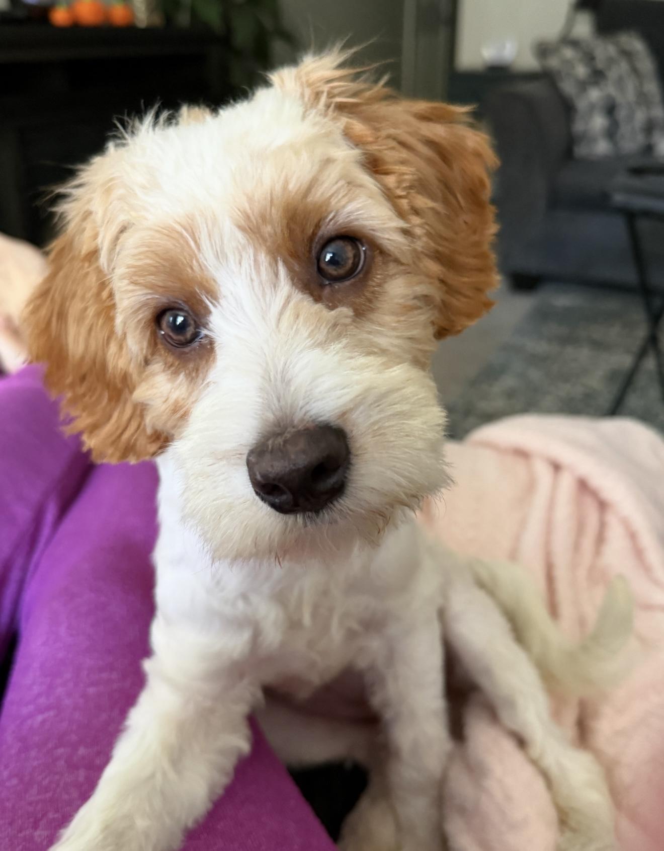 Peaches N Cream, ADOPTABLE, Young Female Miniature Poodle & Cavalier King Charles Spaniel.