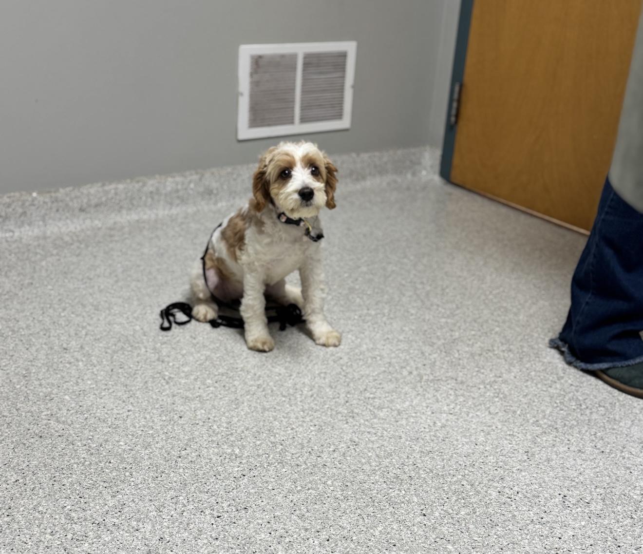 Enlarge Peaches N Cream, a ADOPTABLE mixed breed in Grand Haven, MI image 4/4