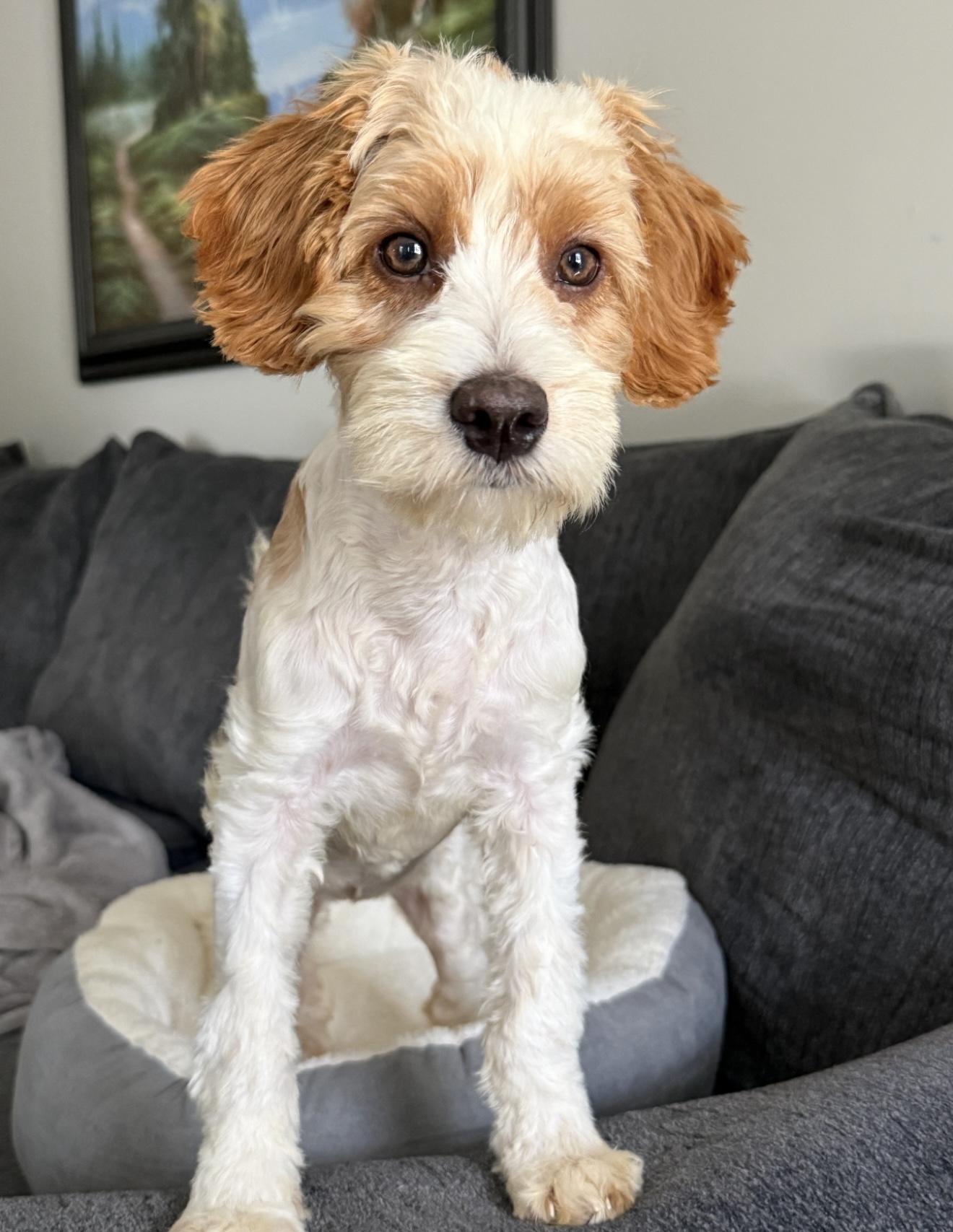 Enlarge Peaches N Cream, a ADOPTABLE mixed breed in Grand Haven, MI image 3/4