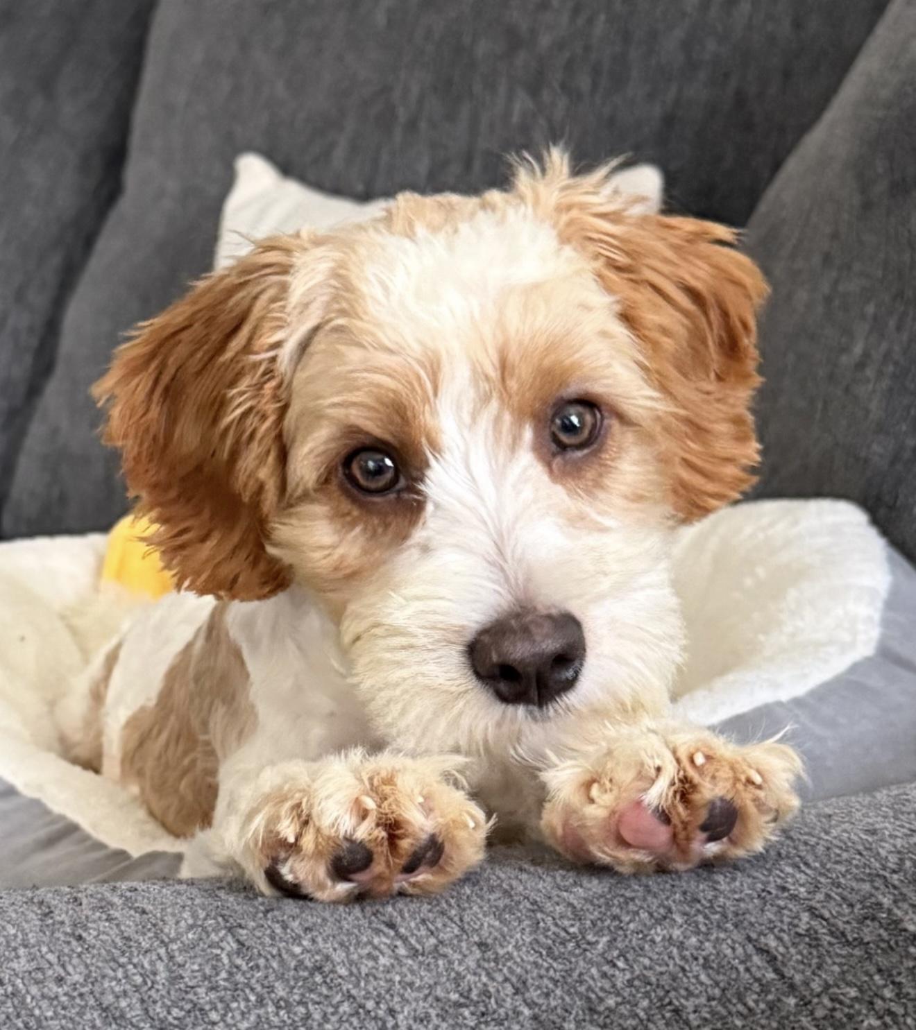 Enlarge Peaches N Cream, a ADOPTABLE mixed breed in Grand Haven, MI image 2/4