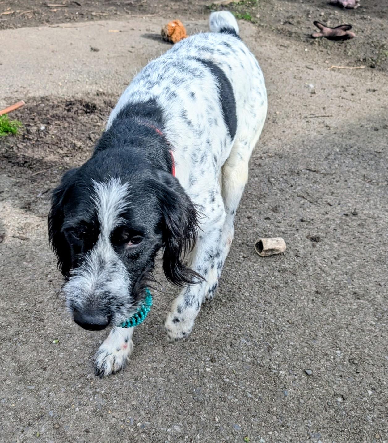 Enlarge Gauge, a ADOPTABLE German Wirehaired Pointer in COEUR D ALENE, ID image 2/5