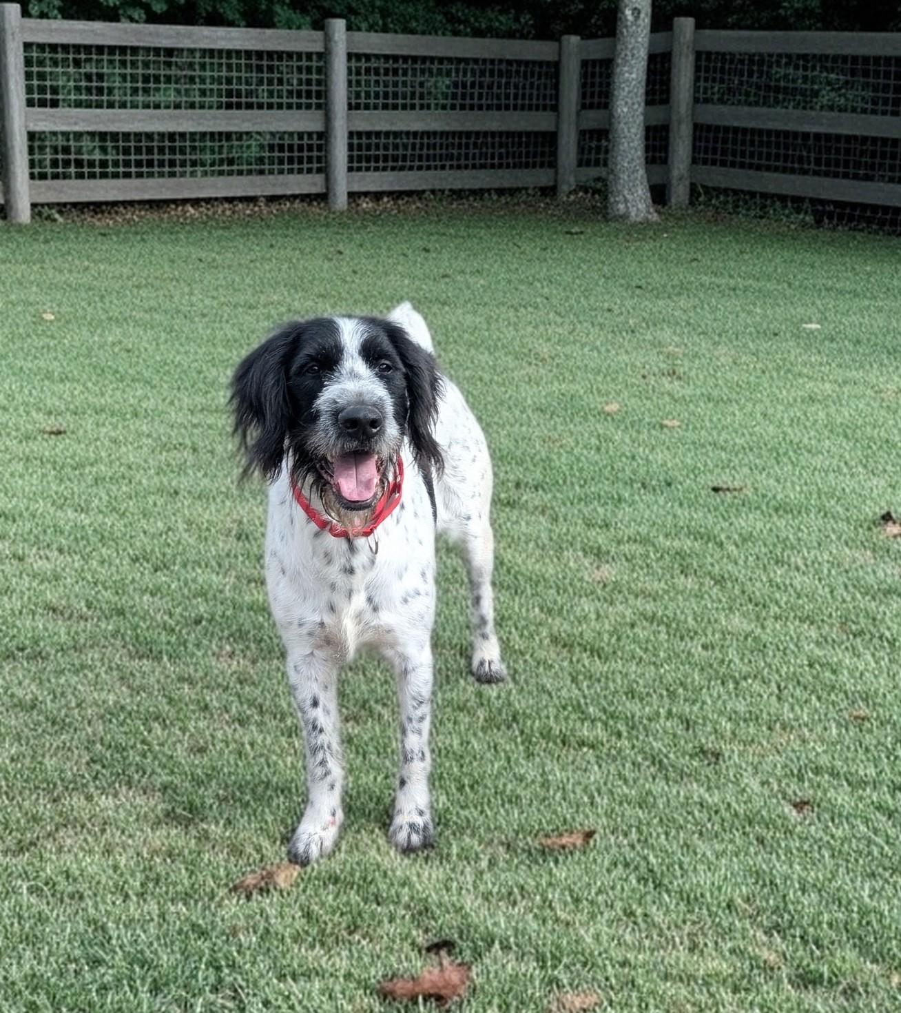Gauge, ADOPTABLE, Adult Male German Wirehaired Pointer.