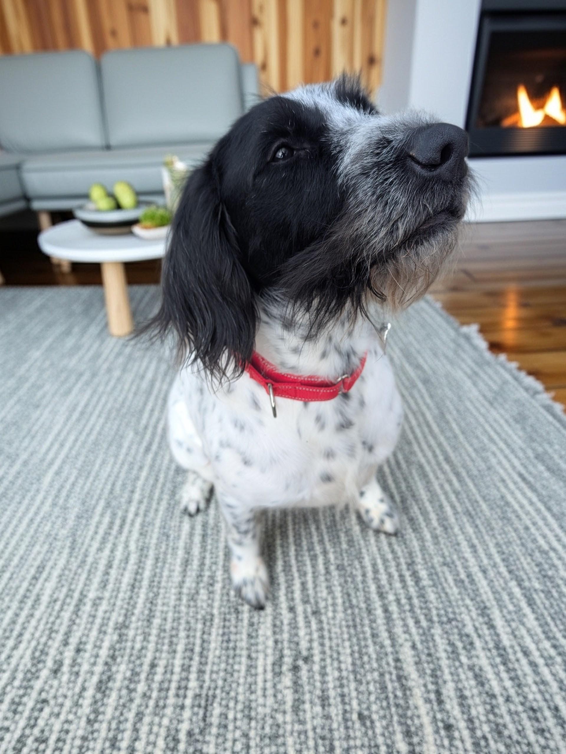 Enlarge Gauge, a ADOPTABLE German Wirehaired Pointer in COEUR D ALENE, ID image 4/5