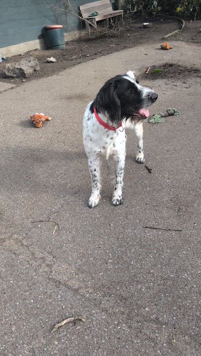 Enlarge Gauge, a ADOPTABLE German Wirehaired Pointer in COEUR D ALENE, ID video 3/5