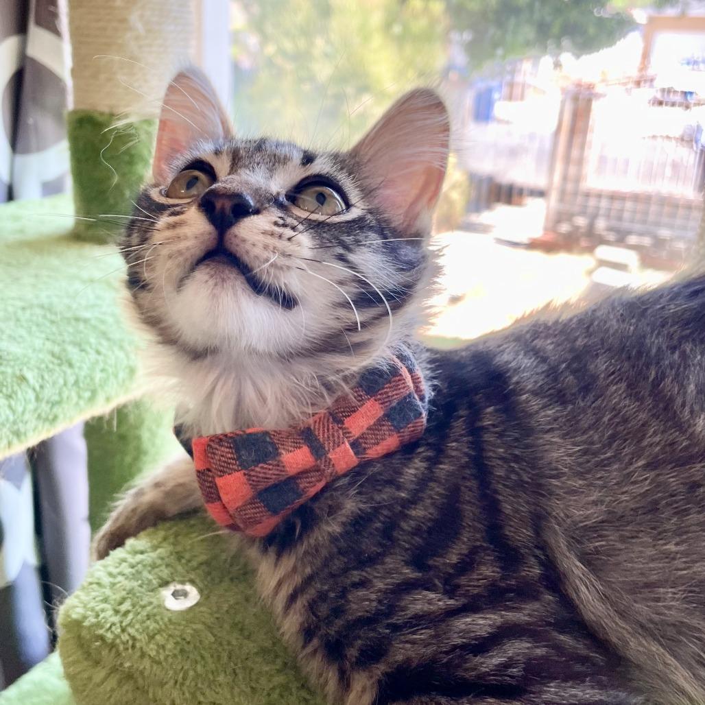 Calvin — thumbnail 3