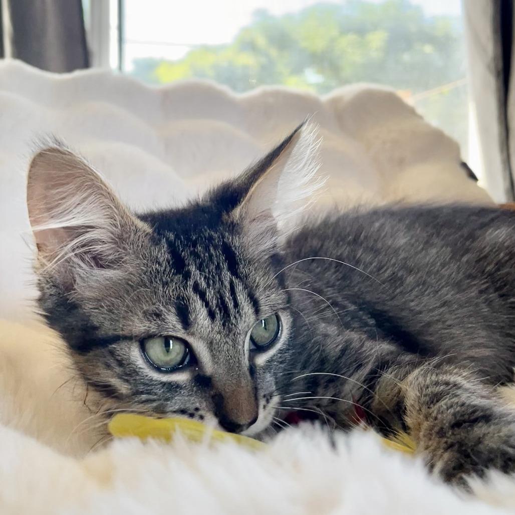 Calvin — thumbnail 4