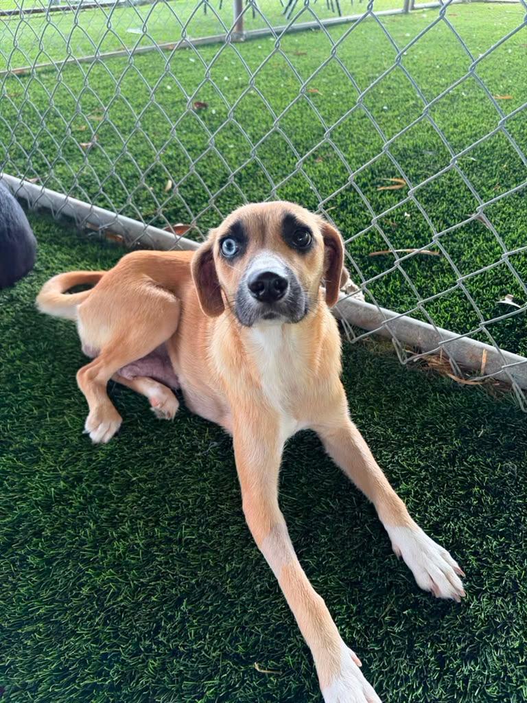 Allie, a ADOPTABLE Mixed Breed in Morristown, NJ image 2/6
