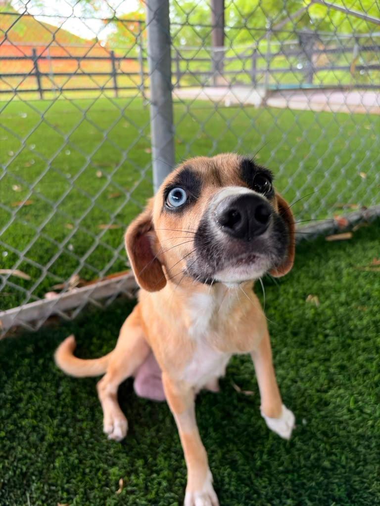 Allie, a ADOPTABLE Mixed Breed in Morristown, NJ image 4/6