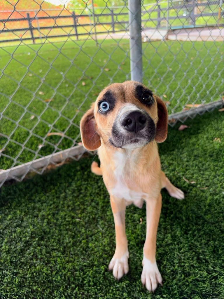 Allie, a ADOPTABLE Mixed Breed in Morristown, NJ image 1/6