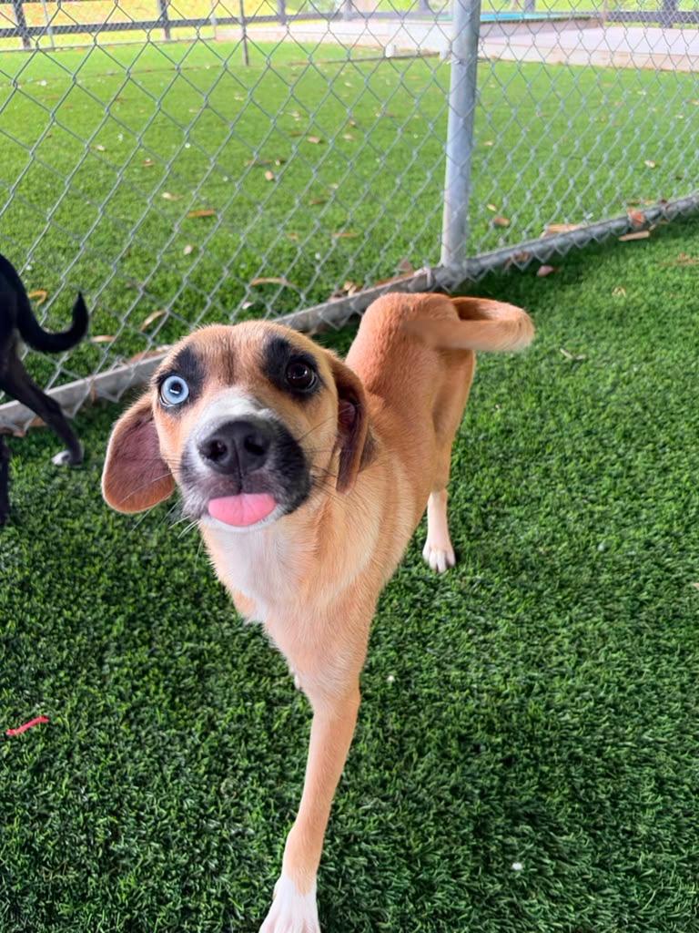 Allie, a ADOPTABLE Mixed Breed in Morristown, NJ image 3/6
